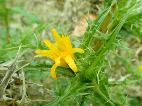 Image of Spanish oyster thistle