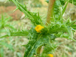 Image of Spanish oyster thistle