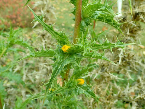 Image of Spanish oyster thistle