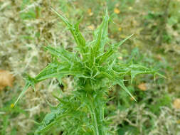 Image of Spanish oyster thistle
