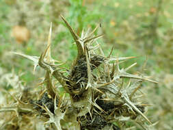 Image of Spanish oyster thistle