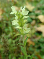 Image de Sideritis hyssopifolia L.