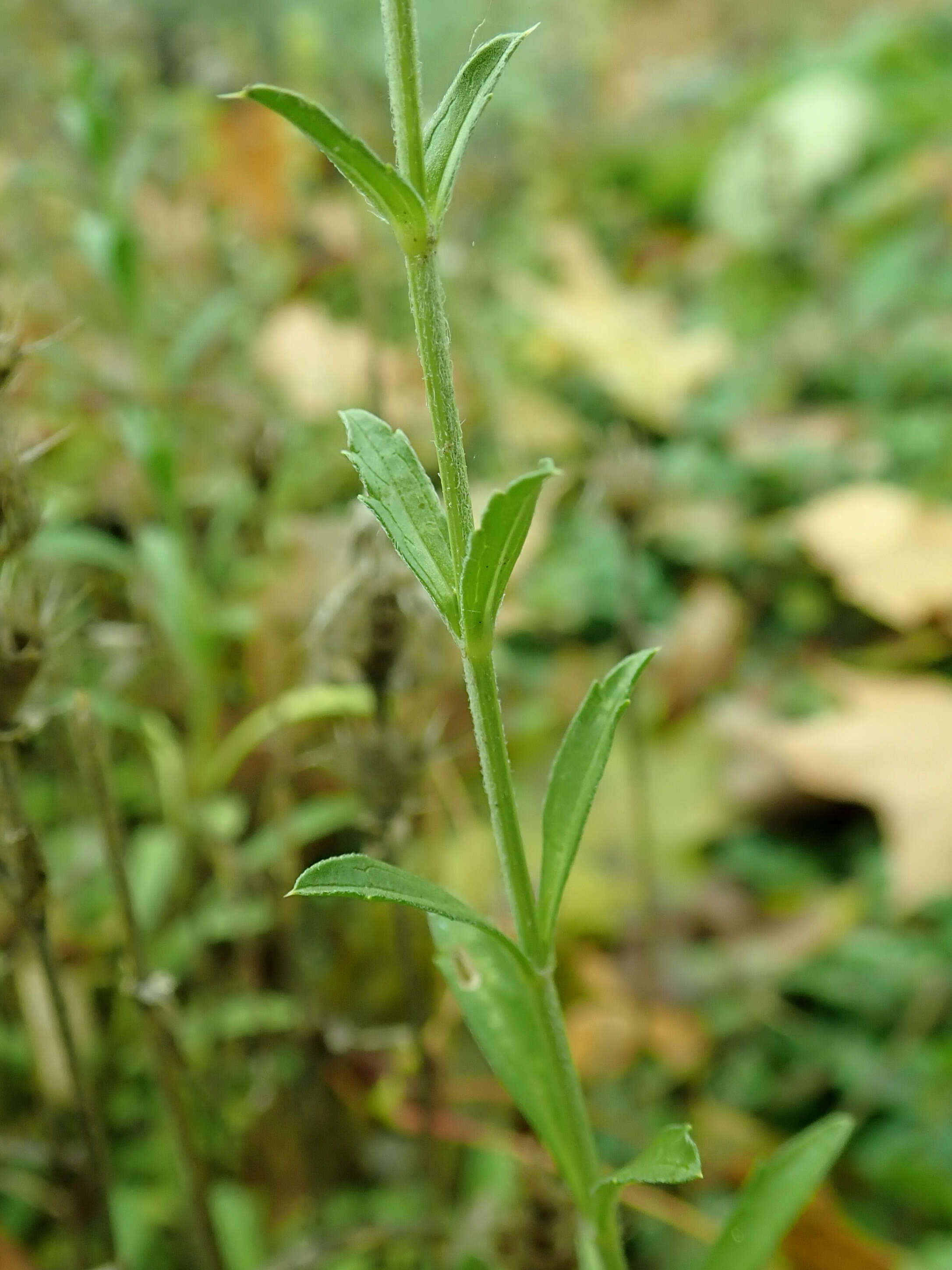 Image de Sideritis hyssopifolia L.