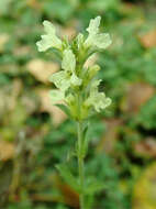 Image de Sideritis hyssopifolia L.