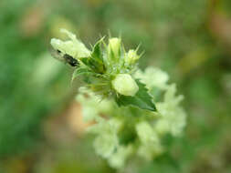 Image de Sideritis hyssopifolia L.