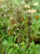 Image de Sideritis hyssopifolia L.