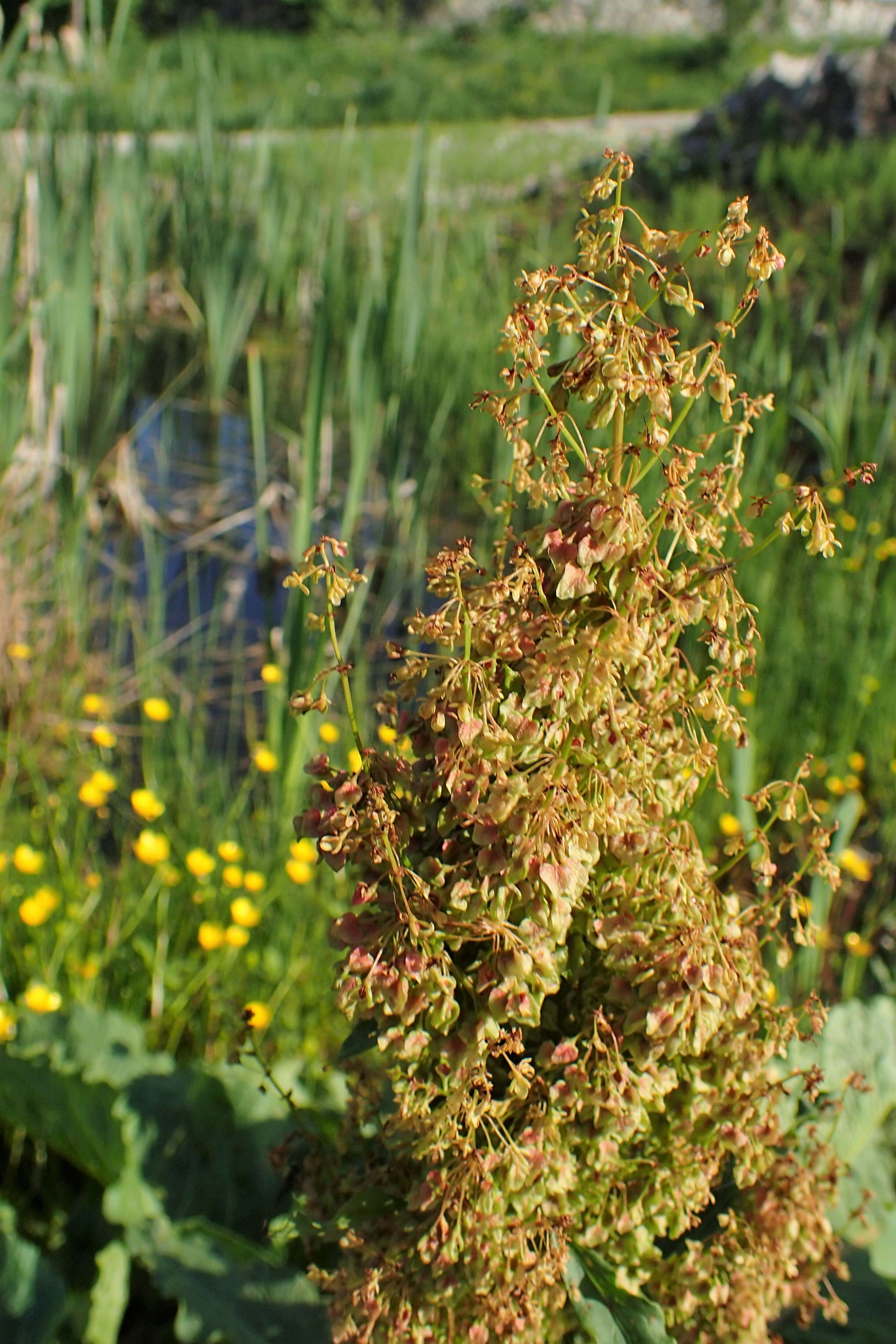 Image of Munk's rhubarb