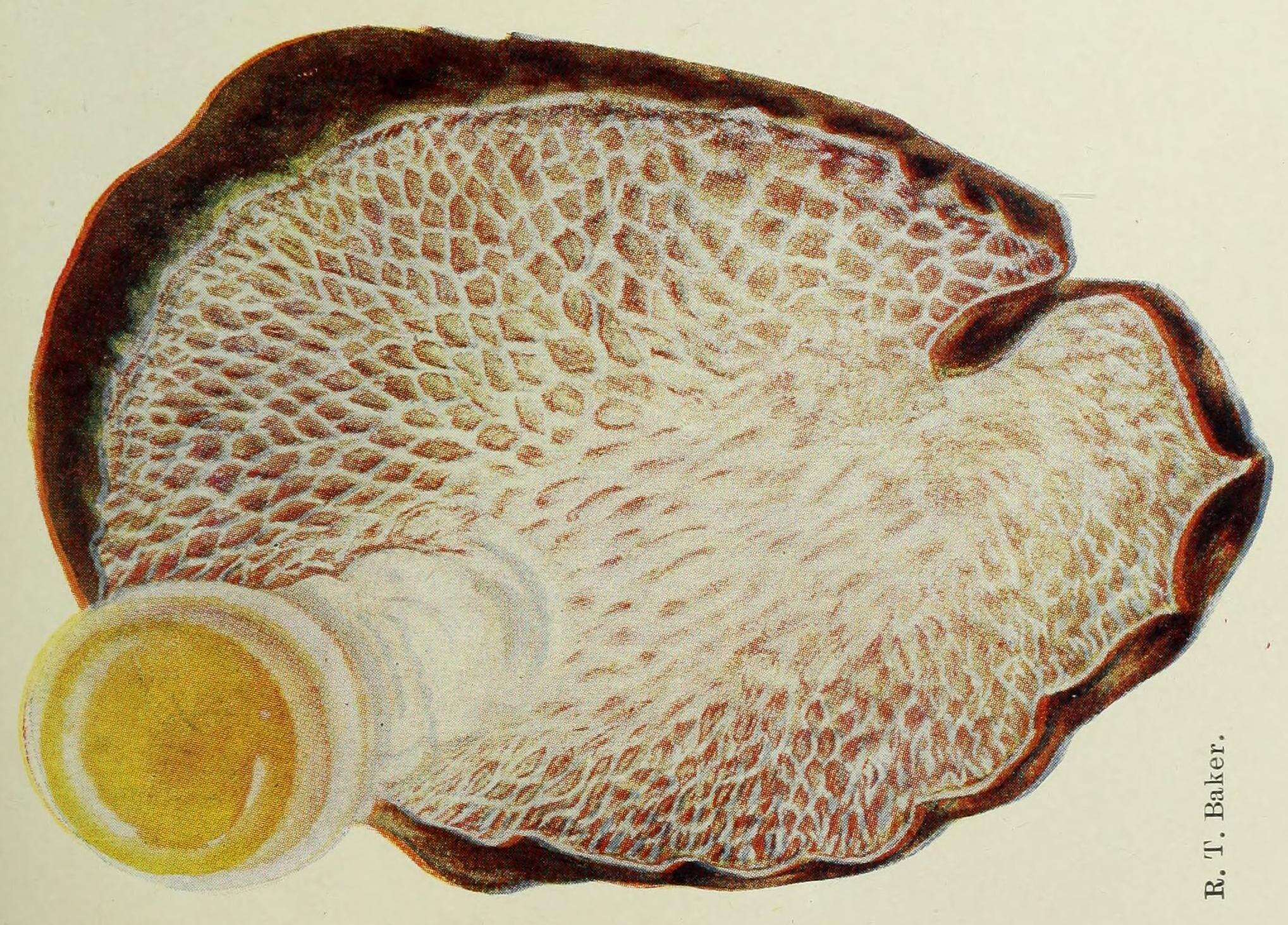 Image of Laccocephalum