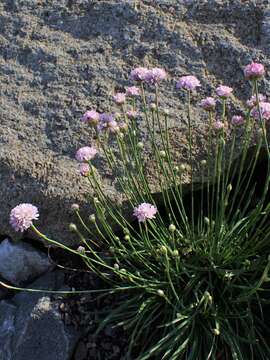 Image of Armeria berlengensis Daveau