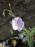 Imagem de Linum alpinum Jacq.