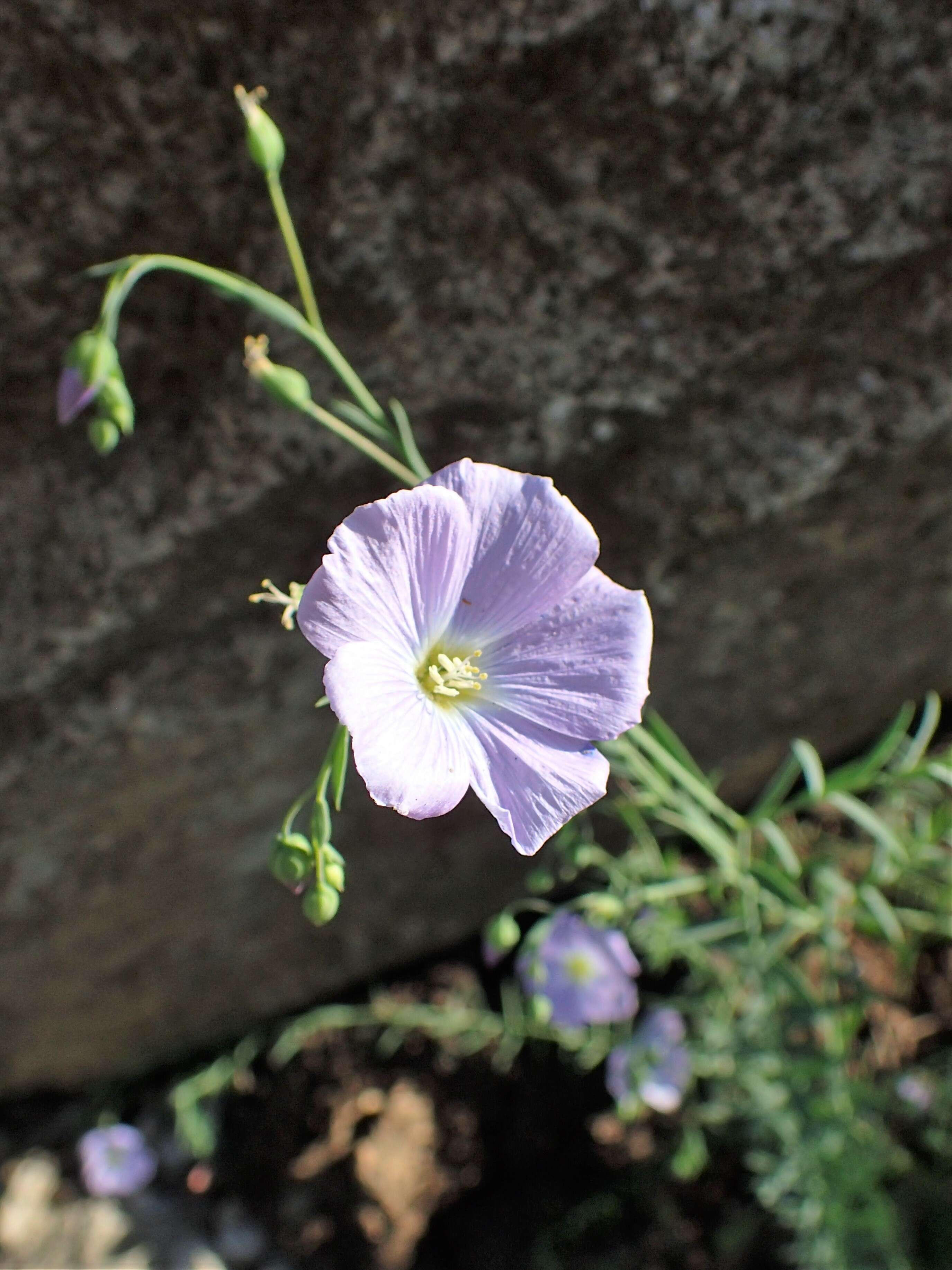 Imagem de Linum alpinum Jacq.