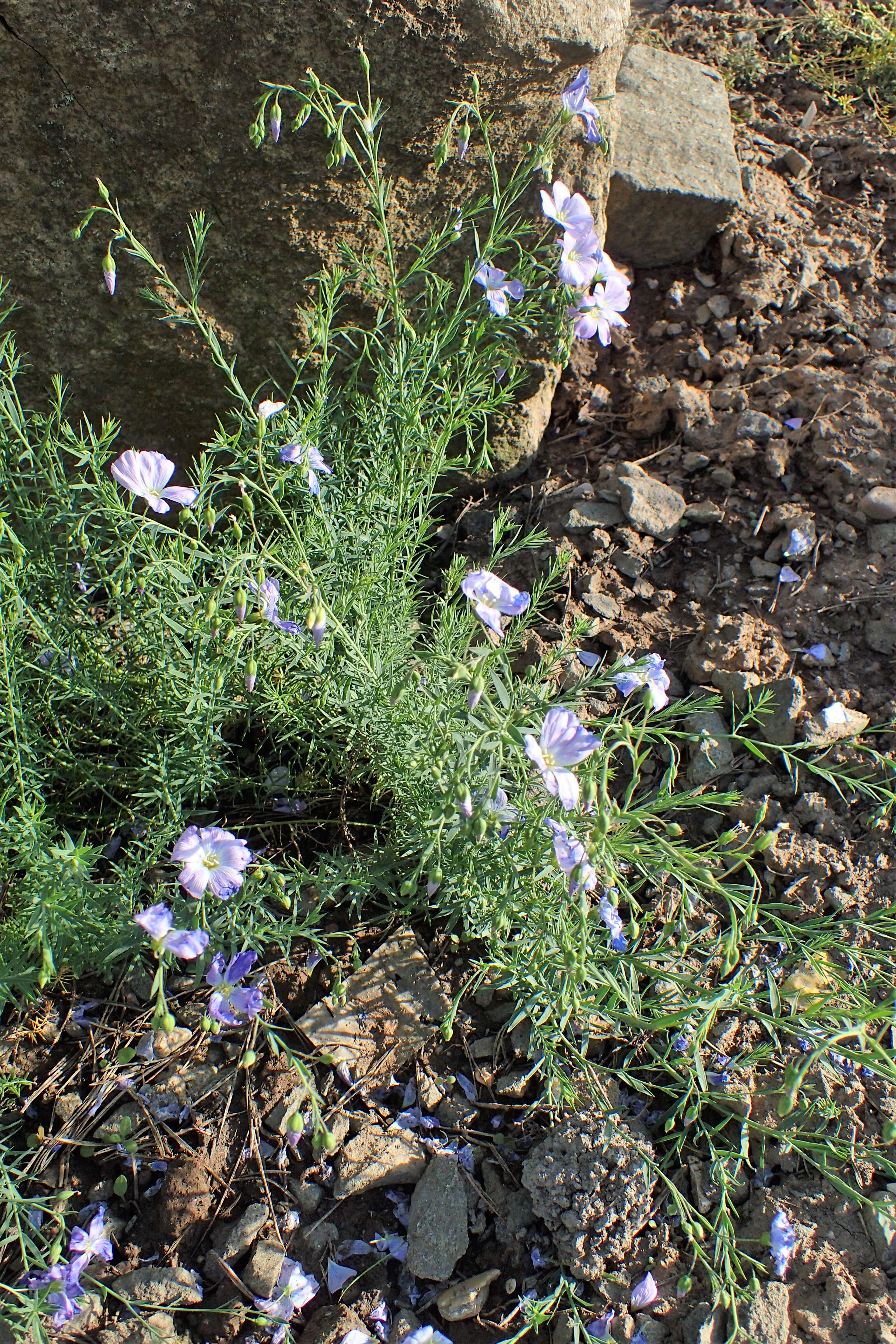 Imagem de Linum alpinum Jacq.