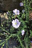 Imagem de Linum alpinum Jacq.