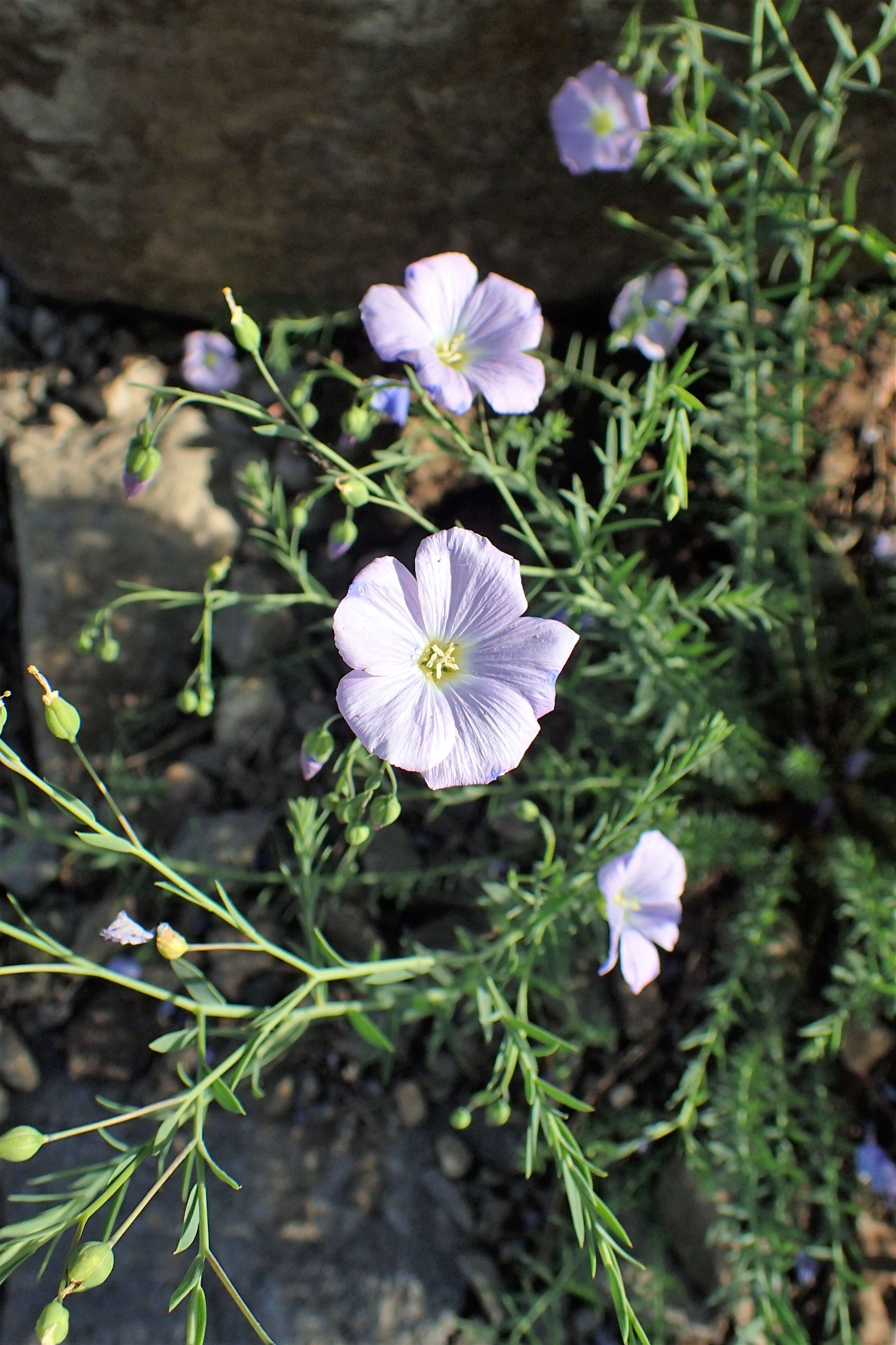 Imagem de Linum alpinum Jacq.