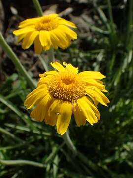 Image of graylocks four-nerve daisy