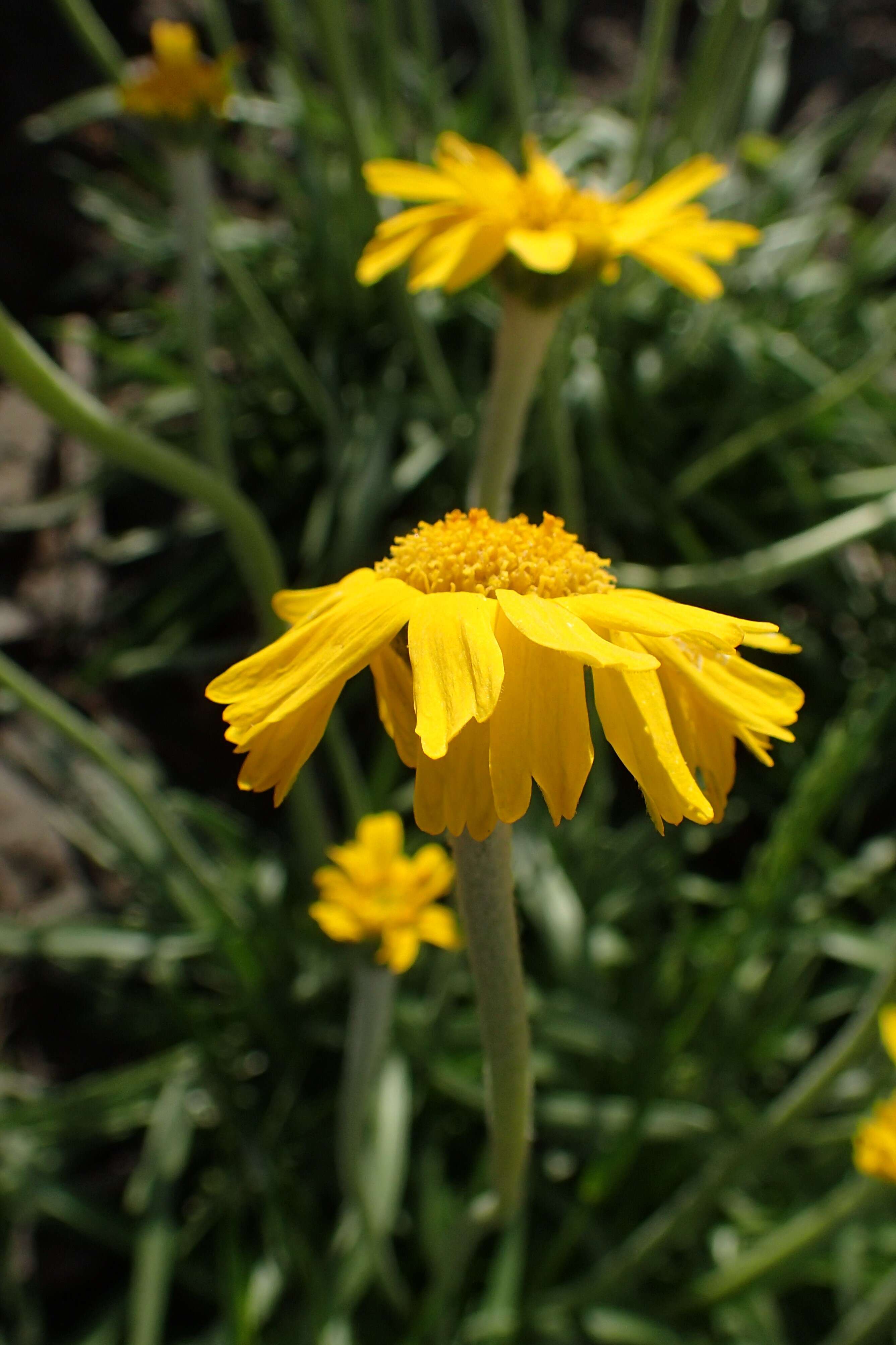 Image of graylocks four-nerve daisy