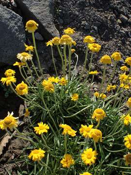 Image of graylocks four-nerve daisy