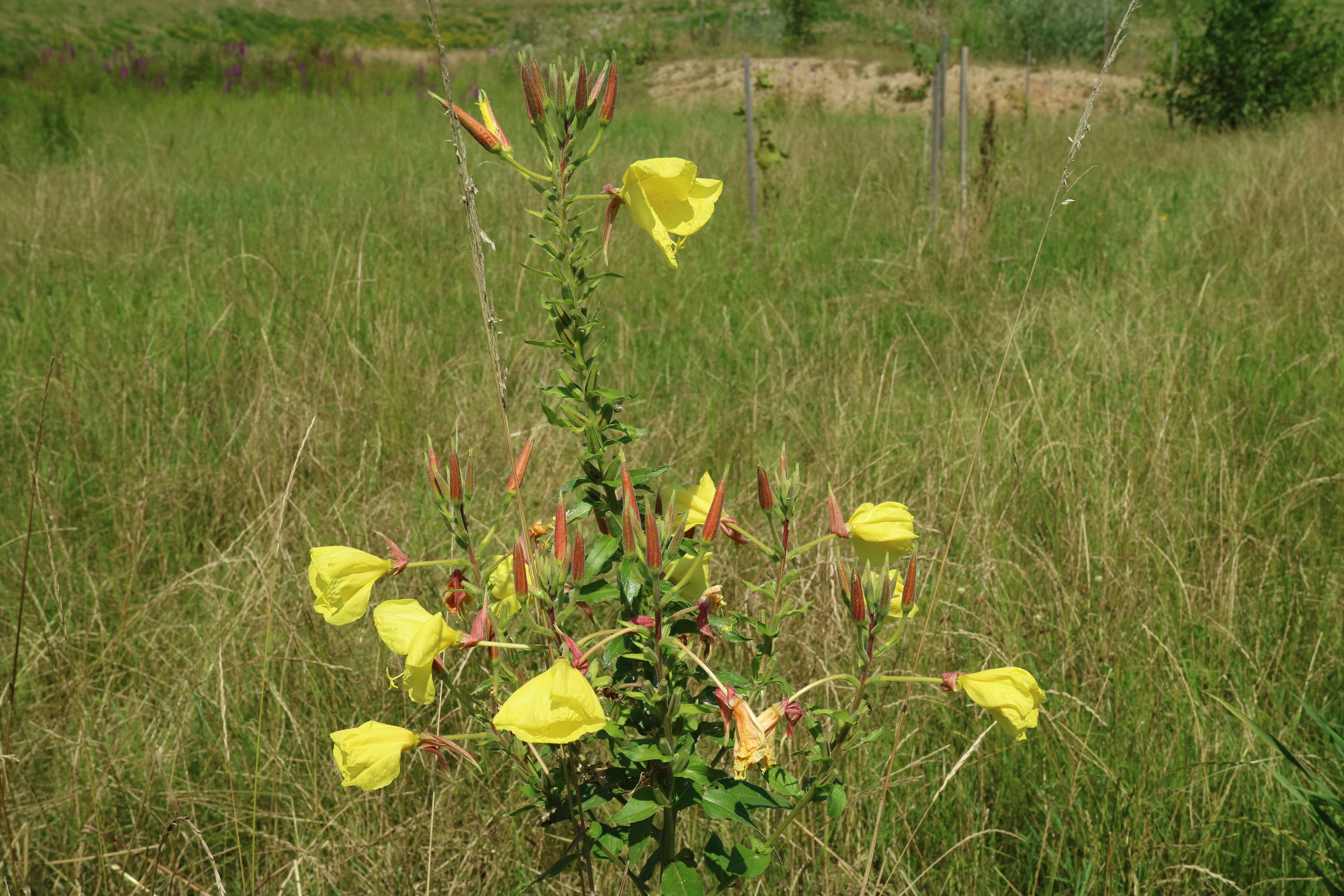 Imagem de Oenothera biennis L.