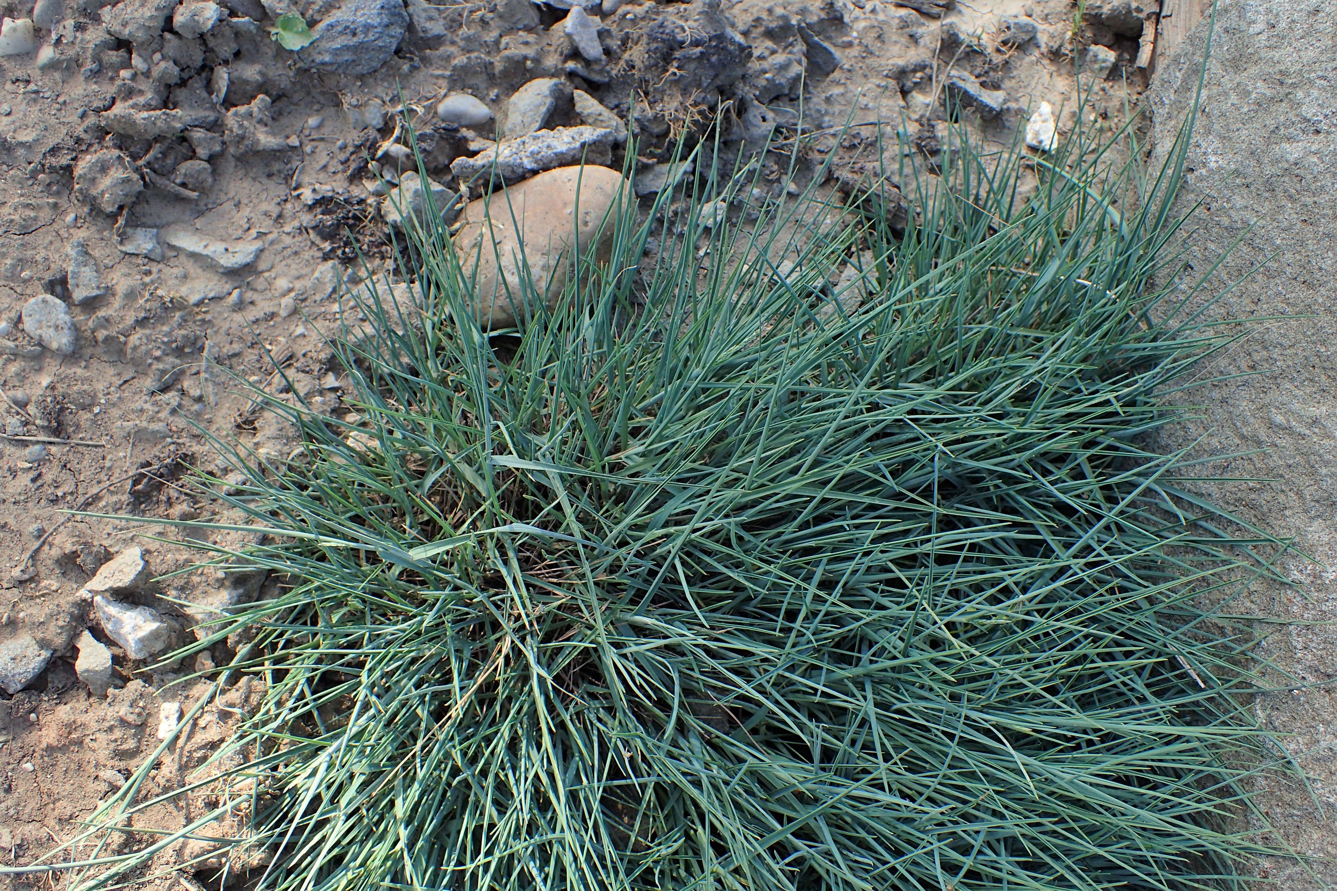 Image de Poa glauca Vahl