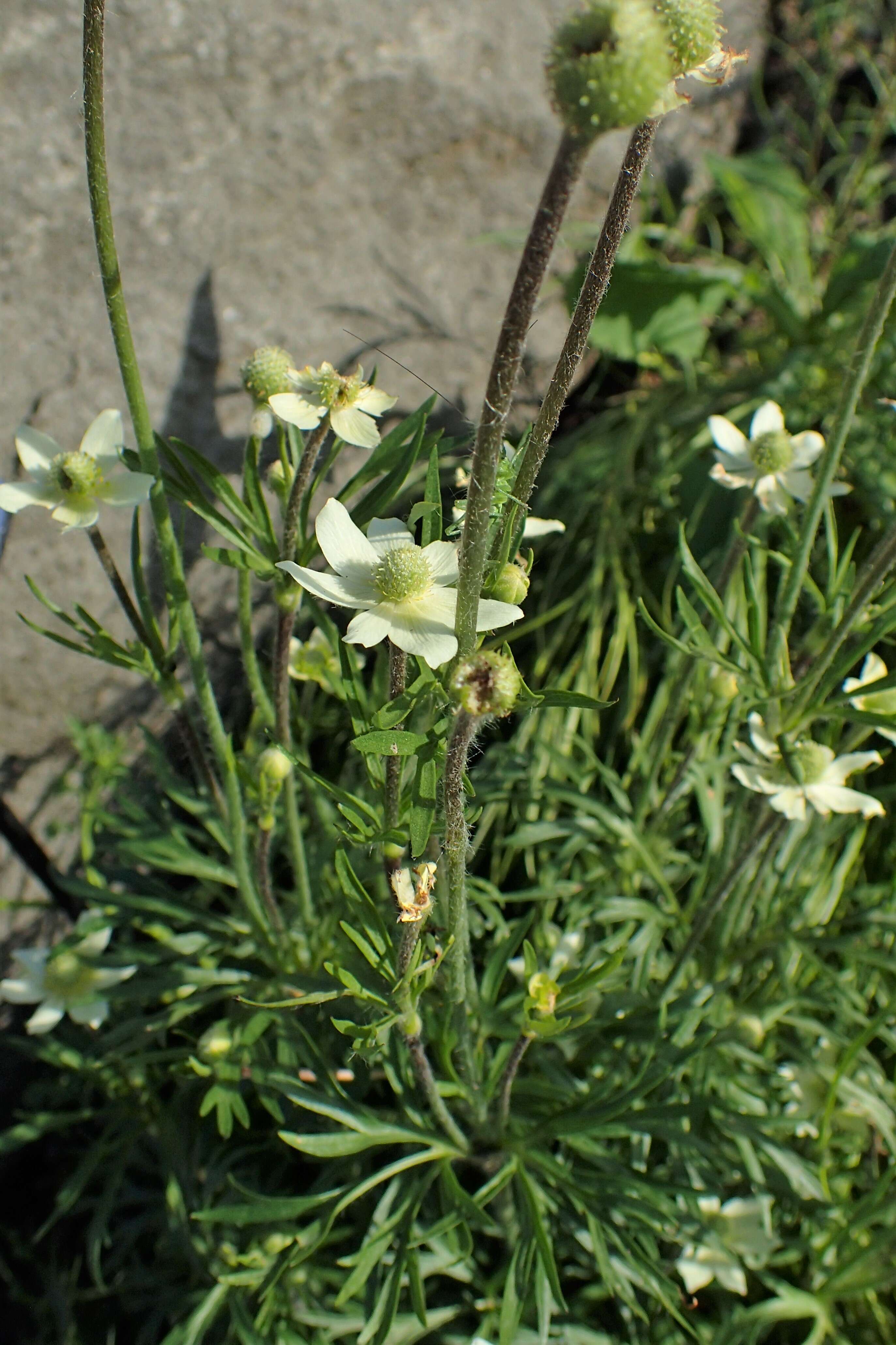 Anemone drummondii S. Wats. resmi