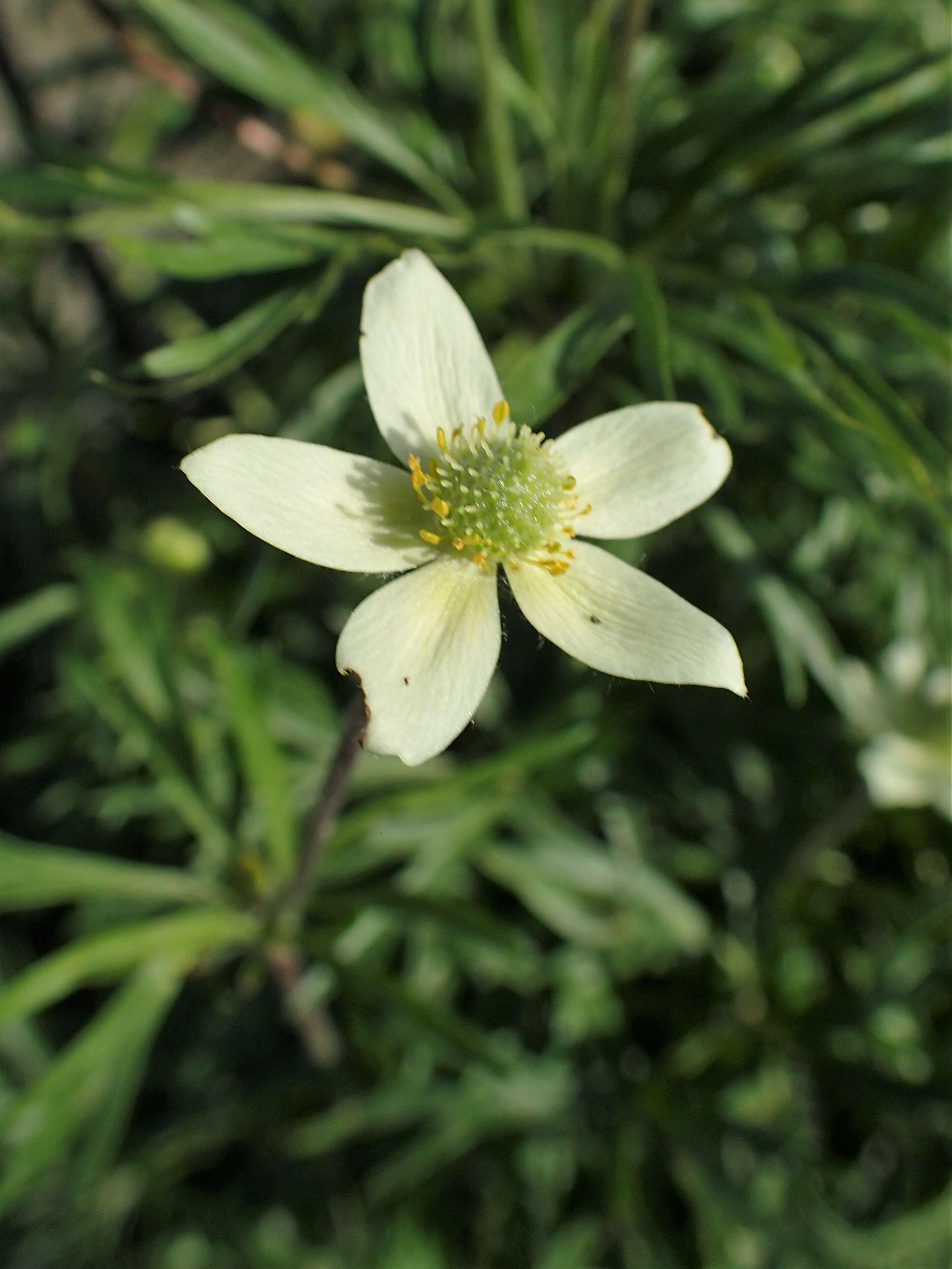 Anemone drummondii S. Wats. resmi