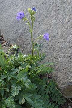 Image of northern Jacob's-ladder