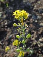 Image of arctic bladderpod