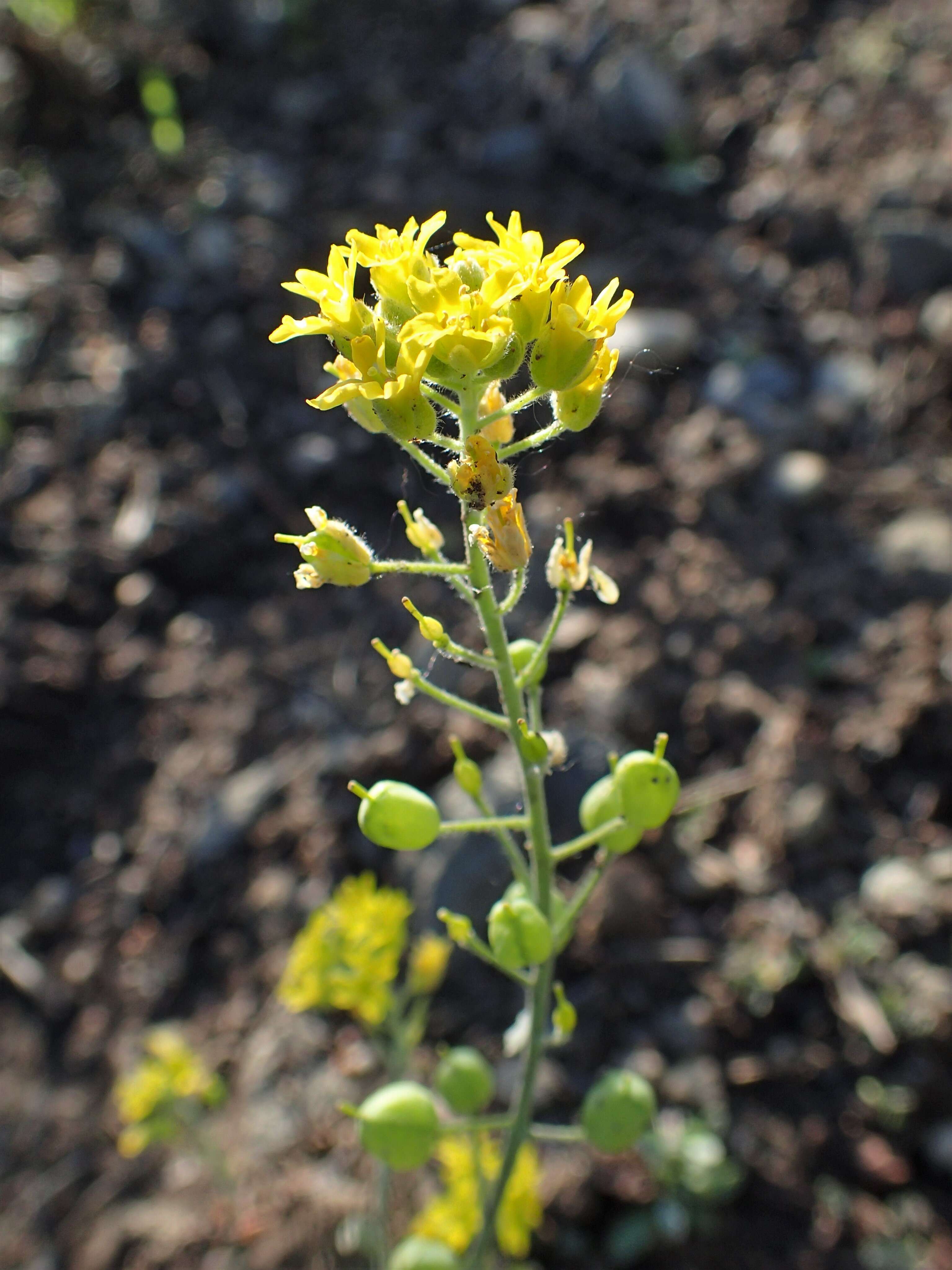 Image of arctic bladderpod