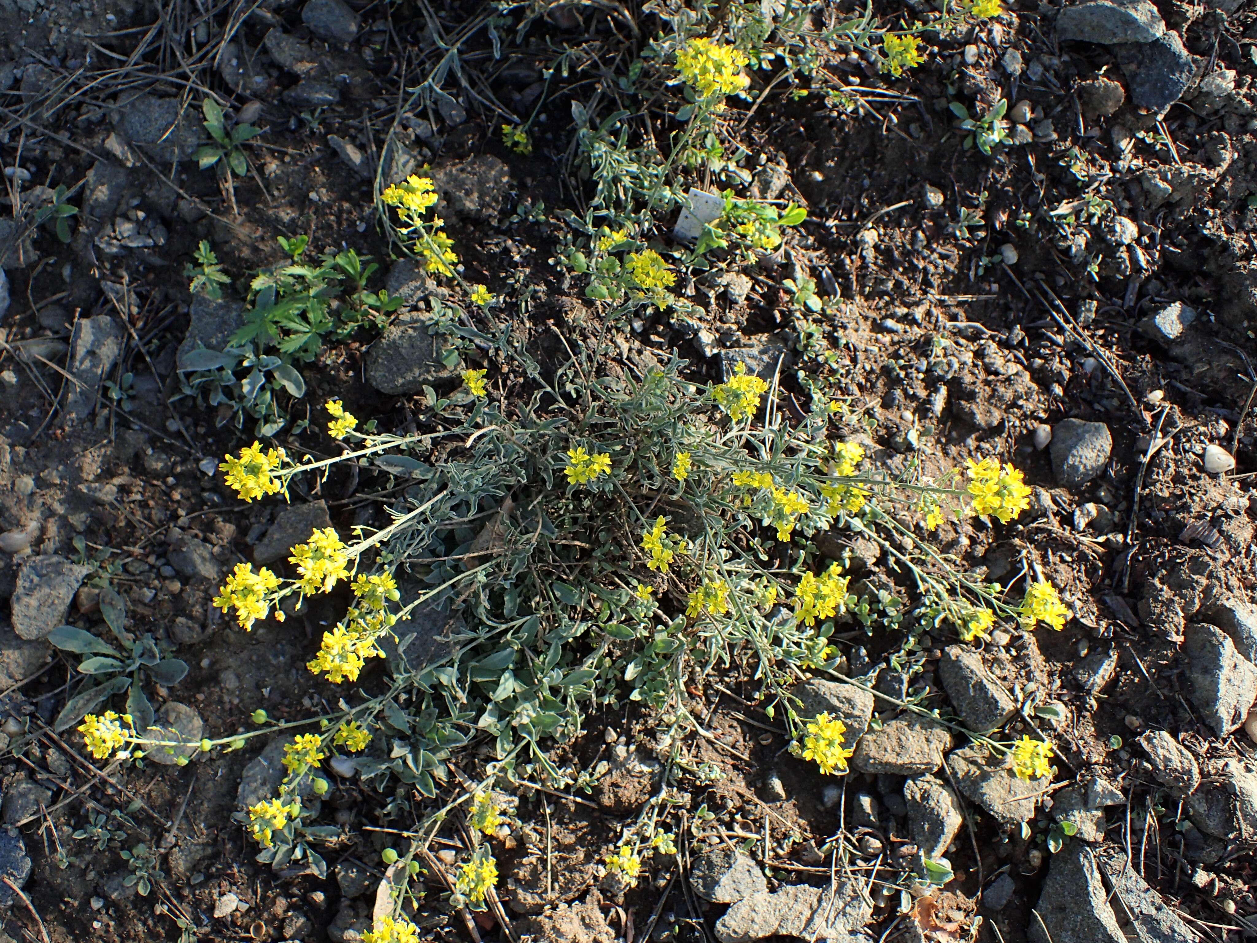 Image of arctic bladderpod