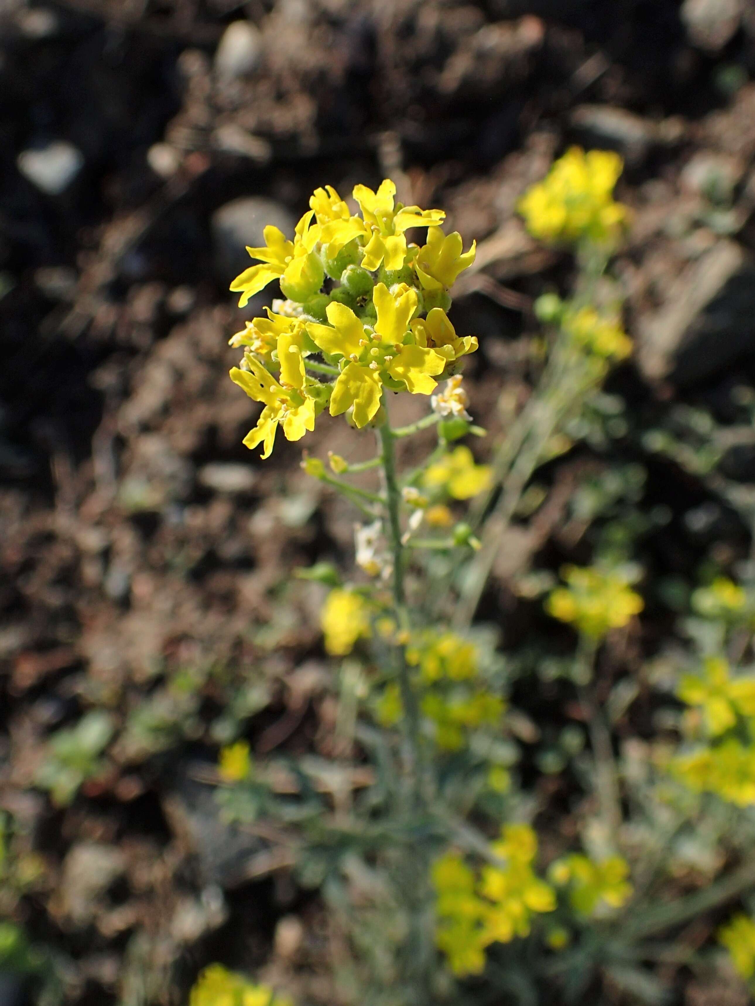 Image of arctic bladderpod