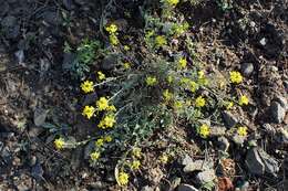 Image of arctic bladderpod