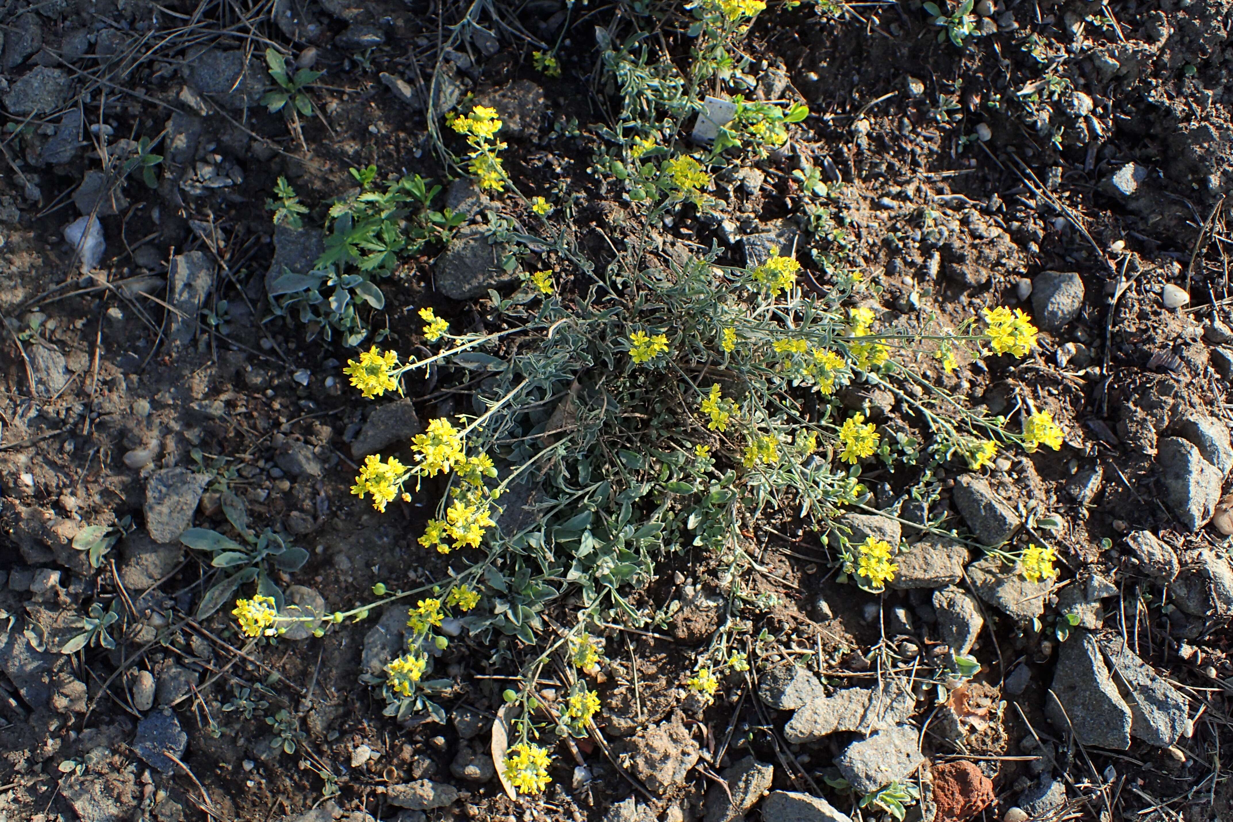 Image of arctic bladderpod