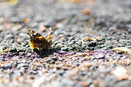 Imagem de Vanessa atalanta Linnaeus 1758