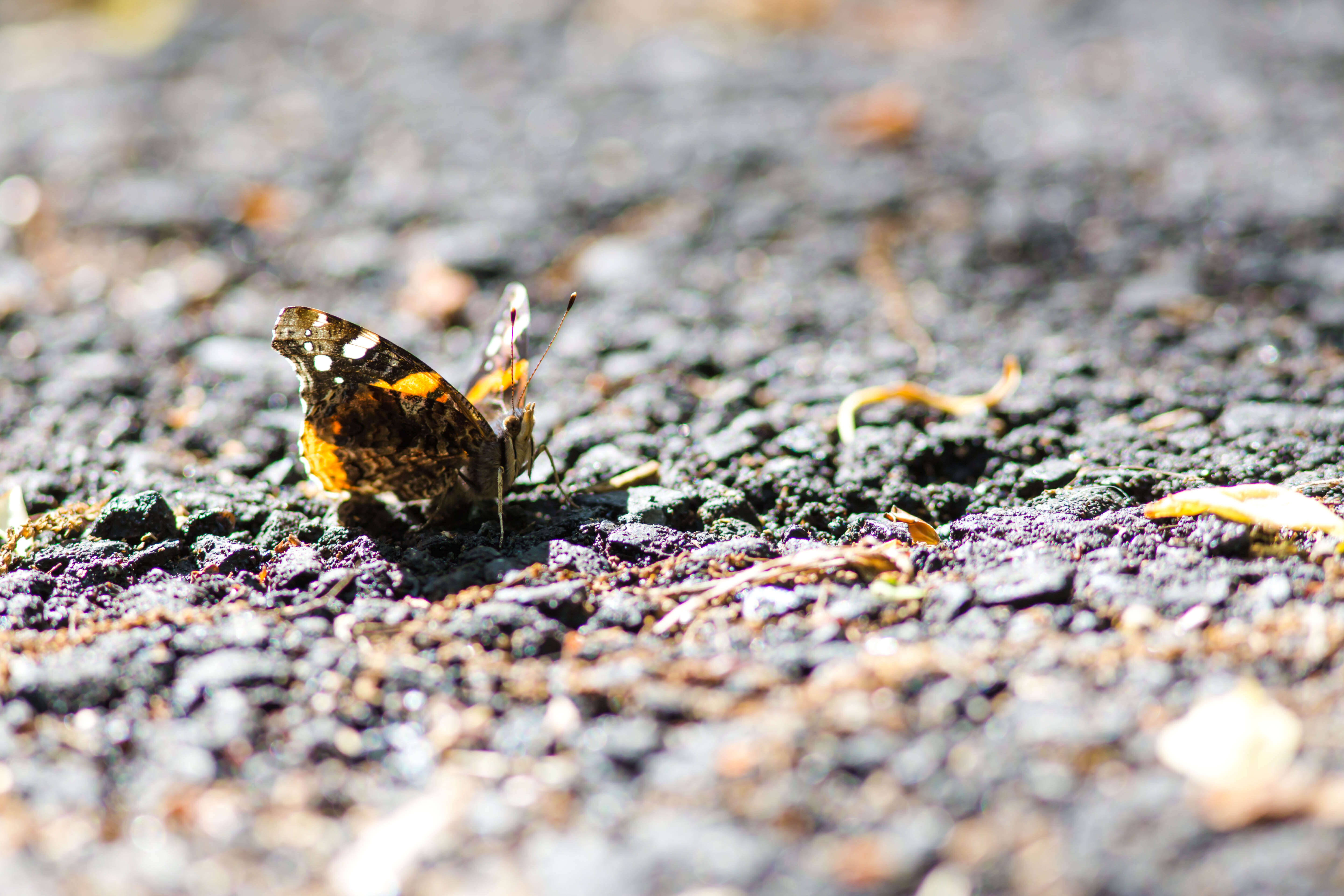 Image of Red Admiral