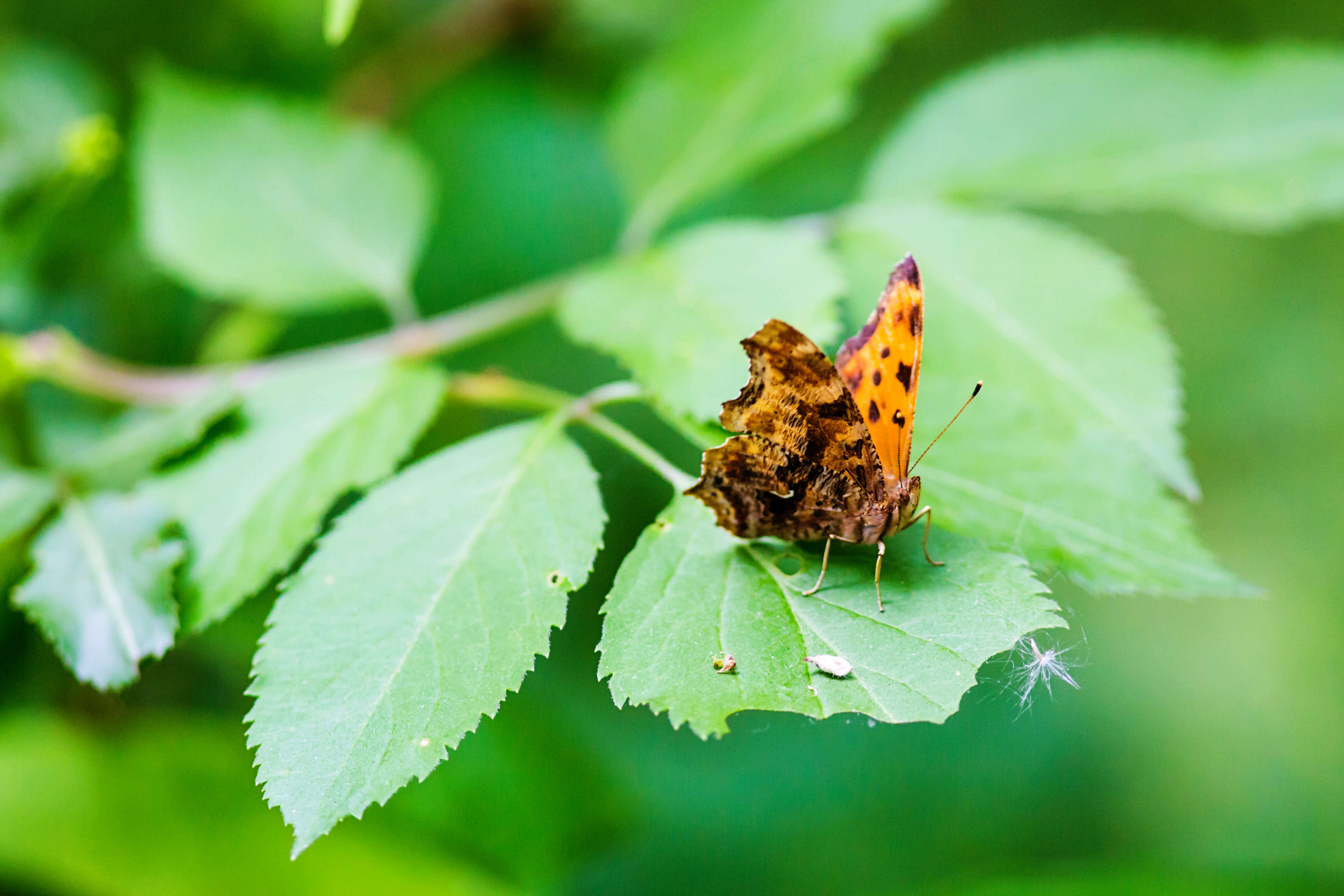 Image of Eastern Comma