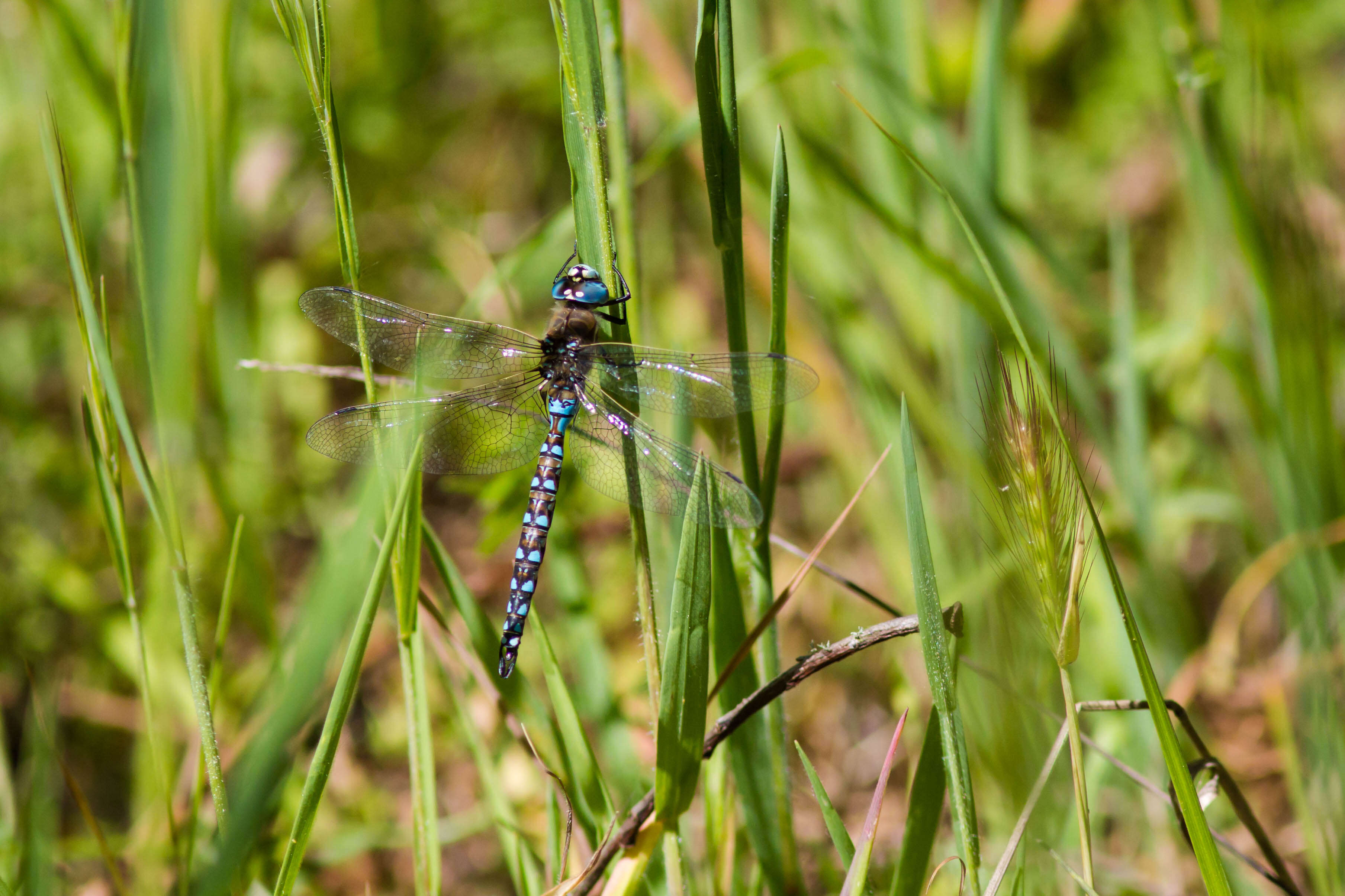 Image of California Darner