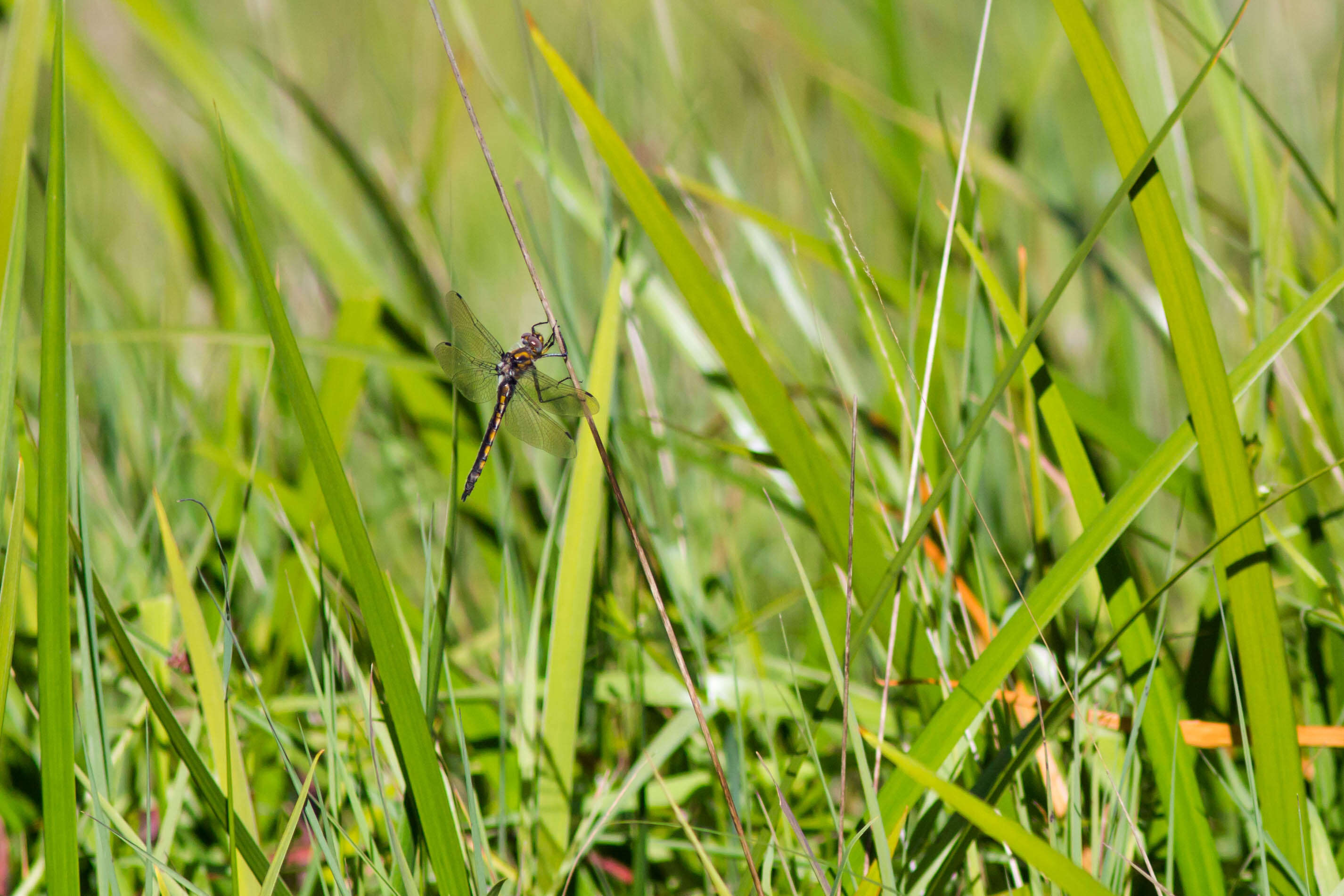 Image of Beaverpond Baskettail