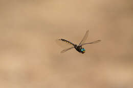 Image of Beaverpond Baskettail