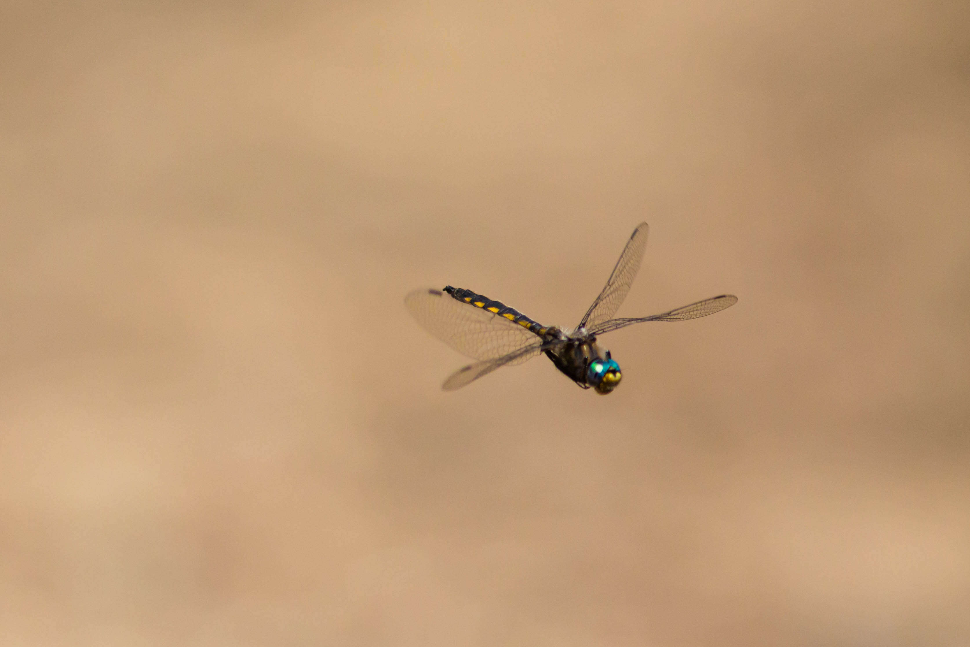 Image of Beaverpond Baskettail