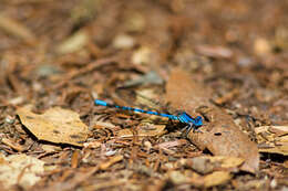 Imagem de Argia vivida Hagen ex Selys 1865