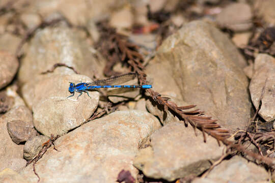 Imagem de Argia vivida Hagen ex Selys 1865