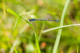 Image of Familiar Bluet