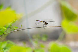 Libellula incesta Hagen 1861 resmi