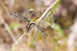 Слика од Libellula cyanea Fabricius 1775