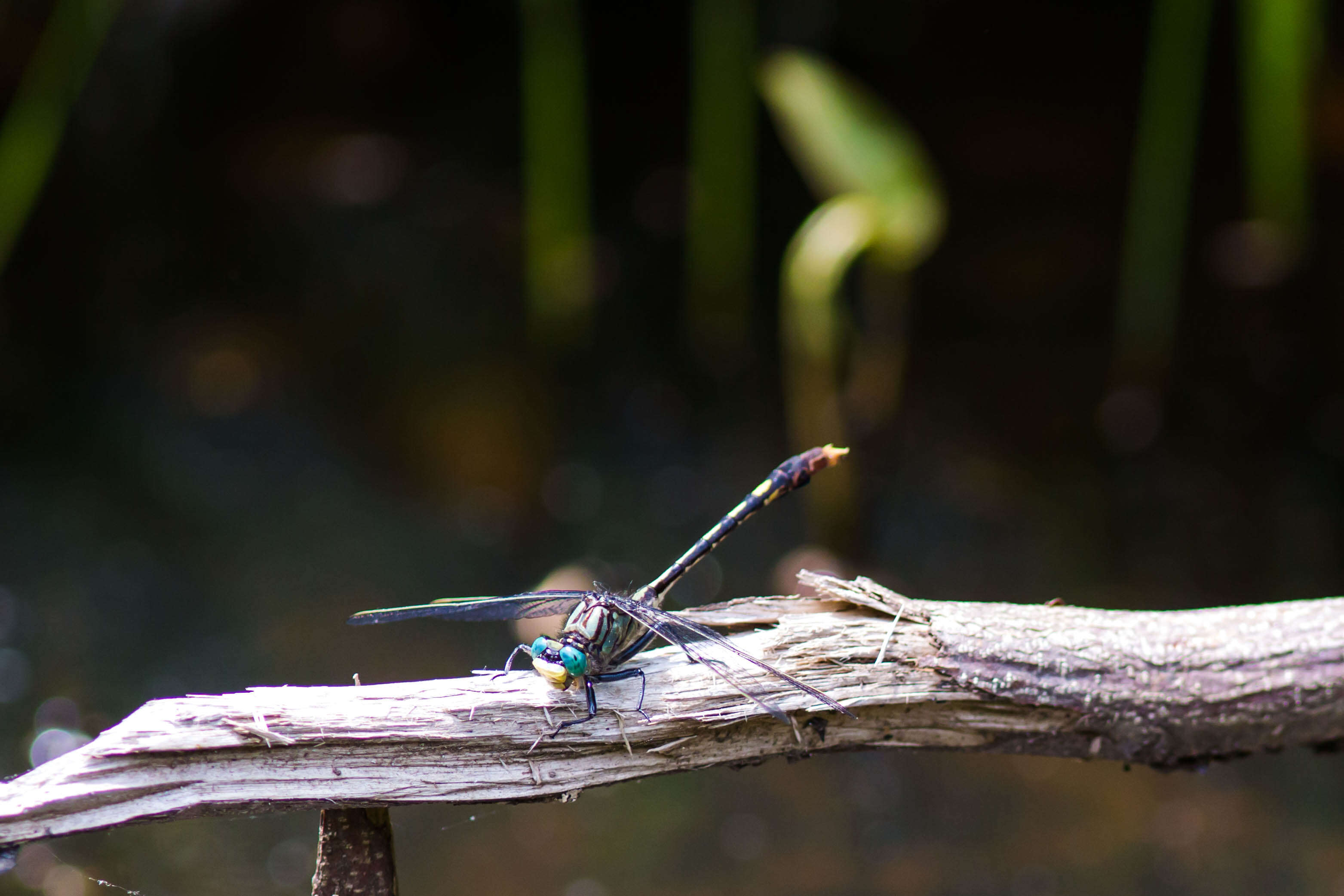 Imagem de Arigomphus villosipes (Selys 1854)