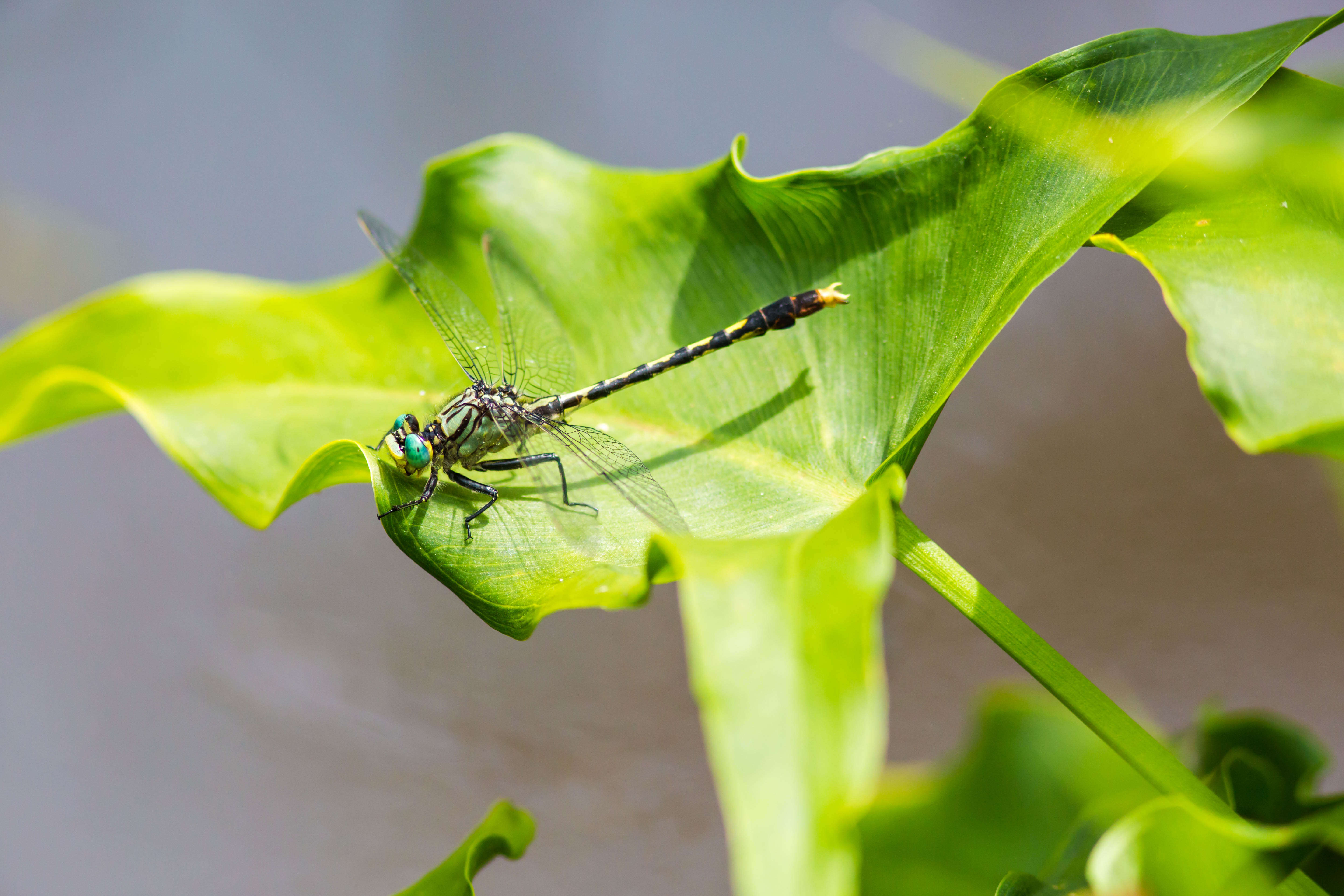 Imagem de Arigomphus villosipes (Selys 1854)