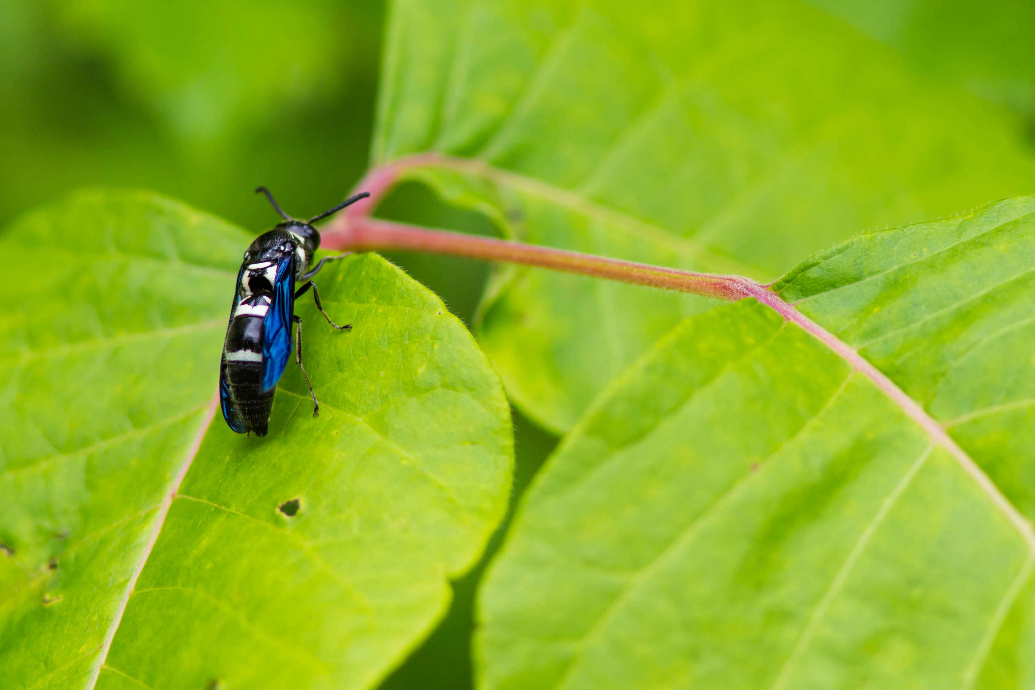 Image of Pseudodynerus