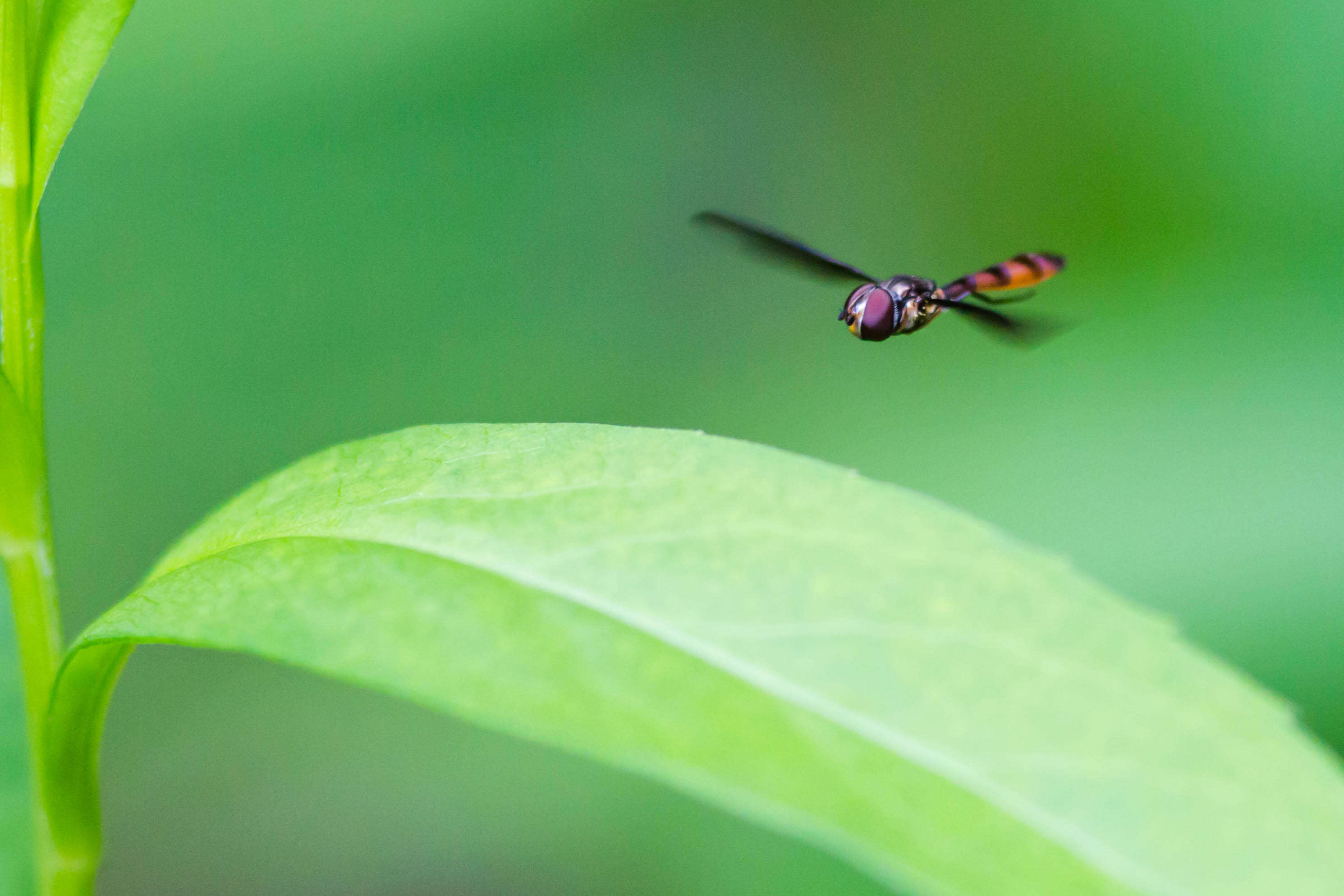 صورة Ocyptamus fuscipennis (Say 1823)