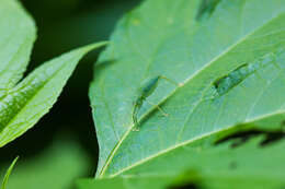 Image of Pterophylla