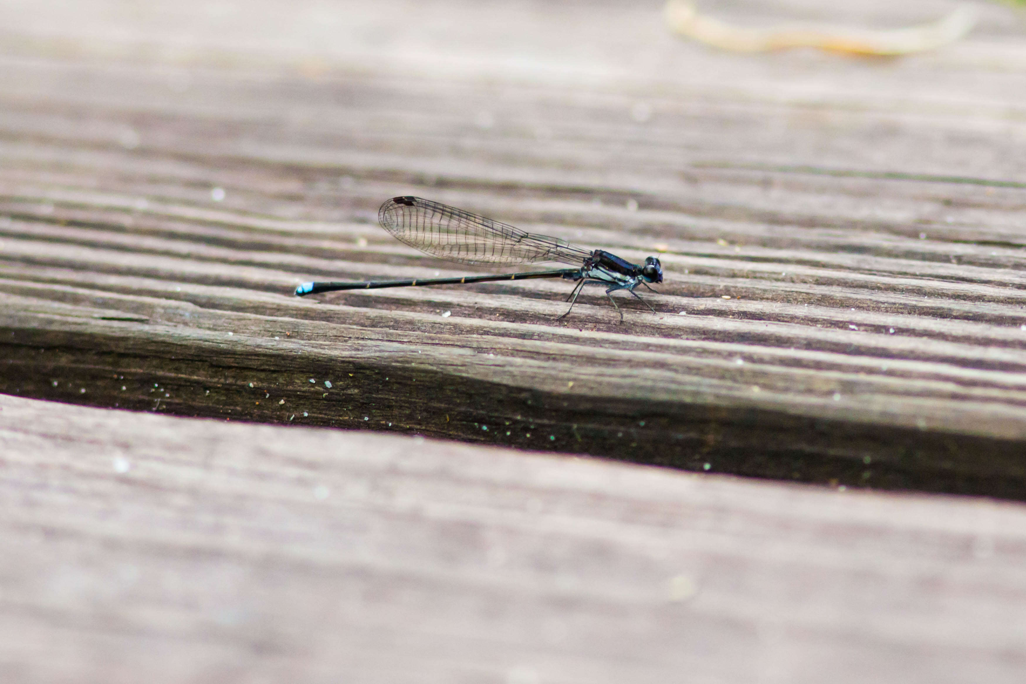 Image of Blue-tipped Dancer